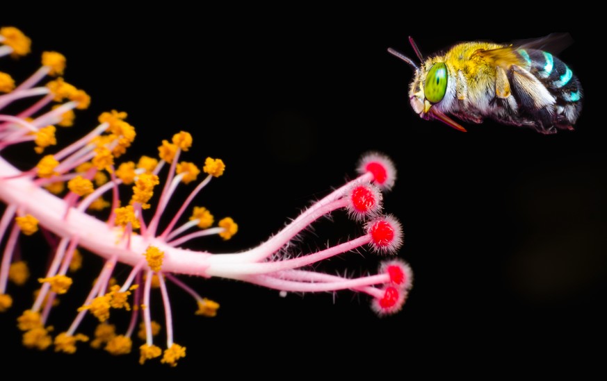 Amegilla cingulata, blaugebänderte Pelzbiene