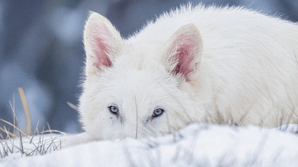 dire wolf
schattenwolf ur-wolf