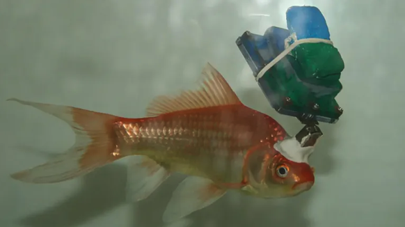 In einer komplizierten Prozedur haben Forscher einem Goldfisch Messgeräte in den Kopf implantiert. Aber warum?