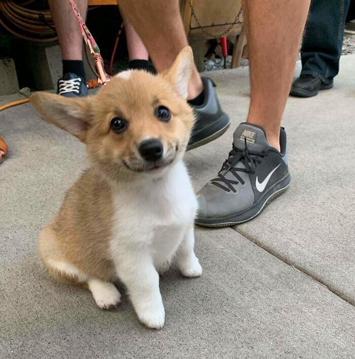 corgi hund dog

https://www.boredpanda.com/cute-funny-corgi-pictures/?utm_source=google&amp;utm_medium=organic&amp;utm_campaign=organic