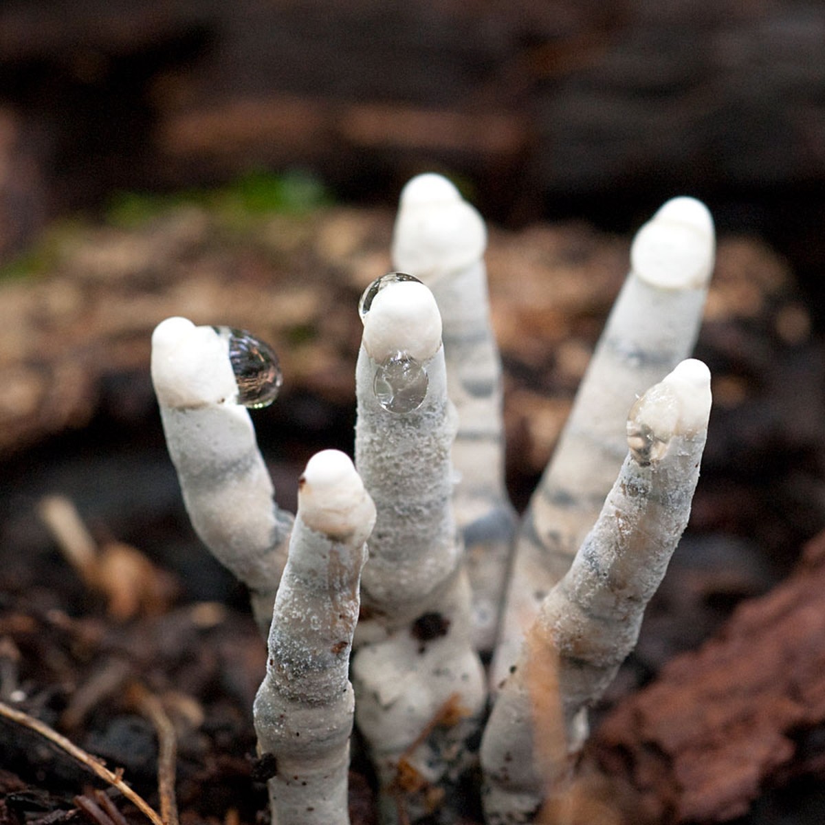 Dead man's fingers Xylaria polymorpha pilz funghi https://www.flickr.com/photos/22342128@N05/4701879258