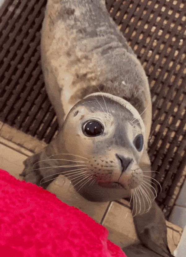 Animiertes GIF