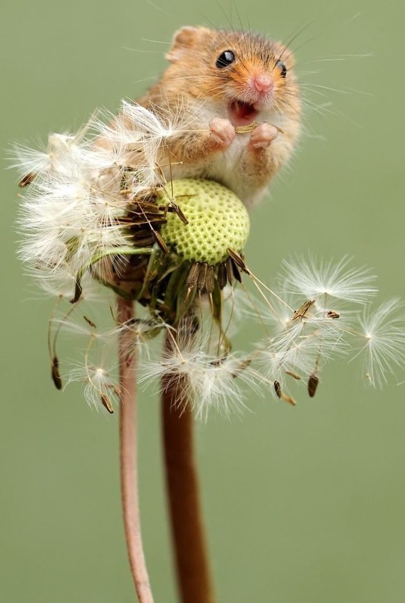 Halt die Ohren steif – mit diesen 28 lustigen Tierbildern\nJaaa. ☺️