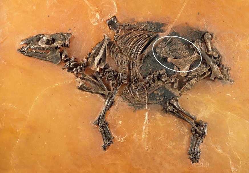Fossil einer trächtigen Urzeit-Stute mit Fötus im Bauch: Fund in Messel.