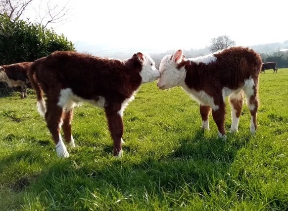 nice news animal cows calf https://www.reddit.com/r/rarepuppers/comments/19e1b2j/twin_calves_hanging_out/
