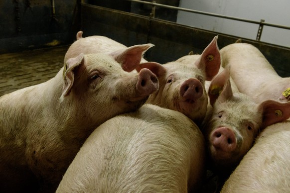 epa06444516 Pigs stand in a shed of a pig farm in the federal state of Brandenburg, near Berlin, Germany, 15 January 2018. The African Swine Fever (ASP, Pestis Africana Suum) has its origin in Africa  ...