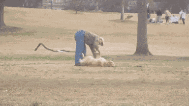 Animiertes GIF