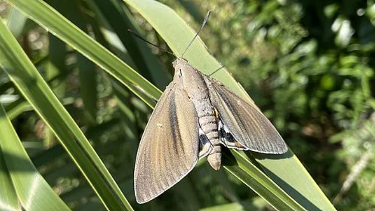 Palmenmotte im Tessin entdeckt. Palmmotte