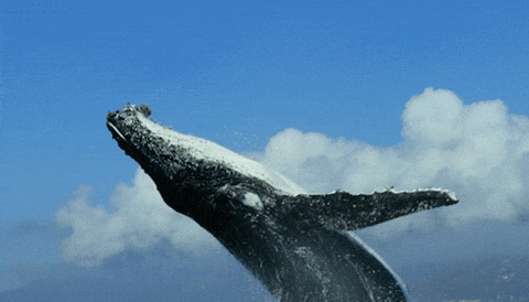 Animiertes GIF