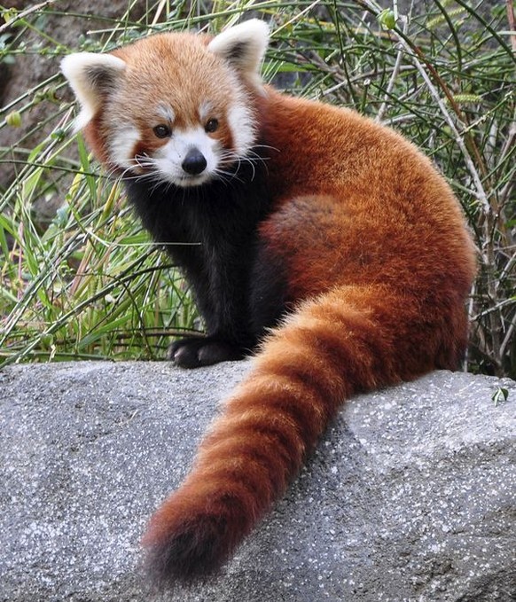 Red Panda, Firefox, roter Panda