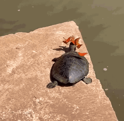 Animiertes GIF