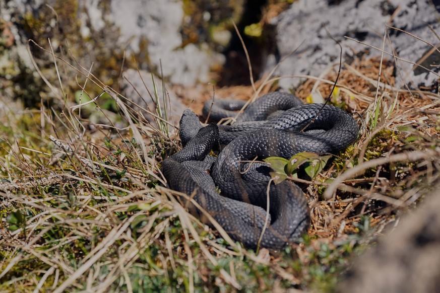 20.03.2026, Aspisviper im Klus Zwei melanistische Aspisvipern schwarze Aspisvipern haben bereits im M�rz ihr Winterquartier verlassen und sonnen sich im Boltiger Klus. Boltigen Klus Bern Switzerland * ...