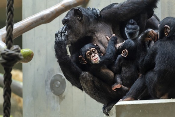 Schimpansen (pan troglodytes verus) im Zoo in Basel am Mittwoch, 15. Dezember 2021. Am 13. Februar 2022 kommt die kantonale Initiative Grundrechte fuer Primaten in Basel zur Abstimmung. Alle Affen sol ...