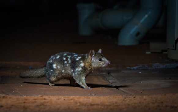 zwergbeutelmarder