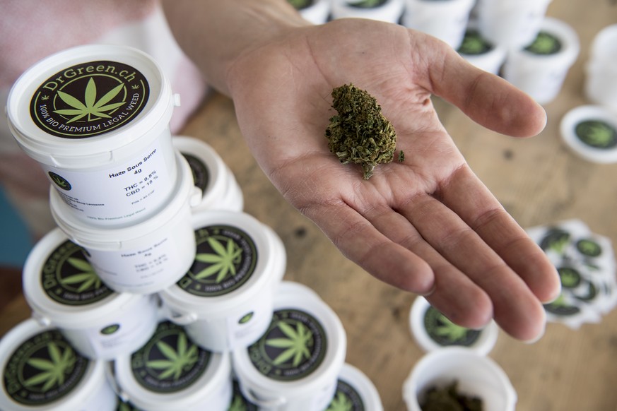 Un vendeur montre une plante de cannabis CBD (Cannabidiol) avec moins de 1% de THC, sur la table de son magasion &quot;DrGreen&quot; a Lausanne ce vendredi 17 mars 2017. Les ventes de cannabis CBD exp ...