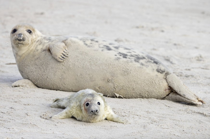 Die Kegelrobben sind in der Nordsee zu Hause.