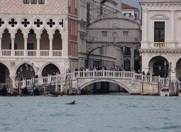 The dolphin Mimmo-Nane in the San Marco basin in Venice PUBLICATIONxNOTxINxITA Copyright: xMatteoxChinellatox/xipa-agency.netx/xipa-agency.netx/xMatteoxChinellatox IPA_Agency_IPA68173282
