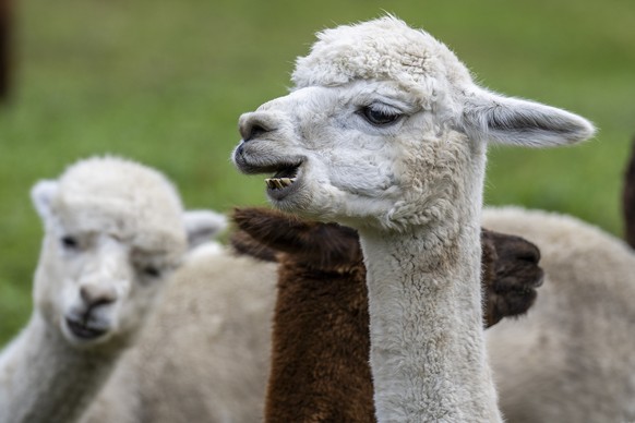 Alpacas and lamas wait during the &quot;Alpabzug&quot; from the Griesalp area back into the valley in Kiental, Switzerland, Saturday, September 30, 2023. (KEYSTONE/Peter Schneider)