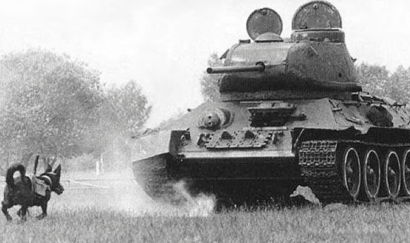 Especially in World War II, so-called mining dogs were used by the Red Army to fight Wehrmacht tanks.