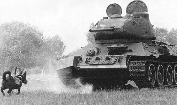 Insbesondere im Zweiten Weltkrieg sind sogenannte Minenhunde von der Roten Armee benutzt worden, um die Panzer der Wehrmacht zu bekämpfen.