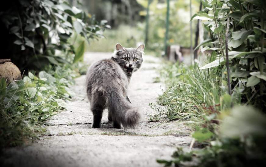 Katze Vermisst Was Tun Hilfreiche Tipps Watson