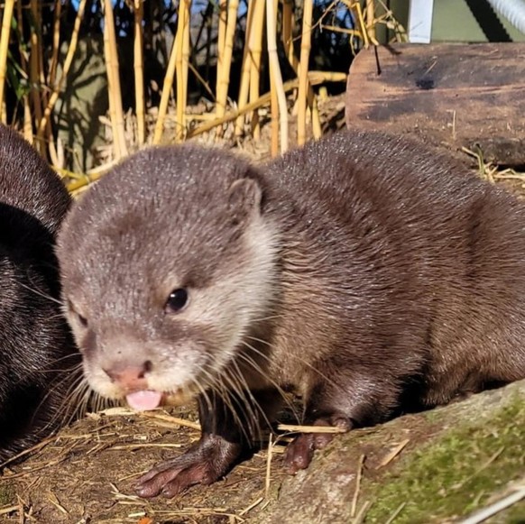 cute news tier otter

https://www.reddit.com/r/Otters/comments/10kq7oo/look_its_peanut/
