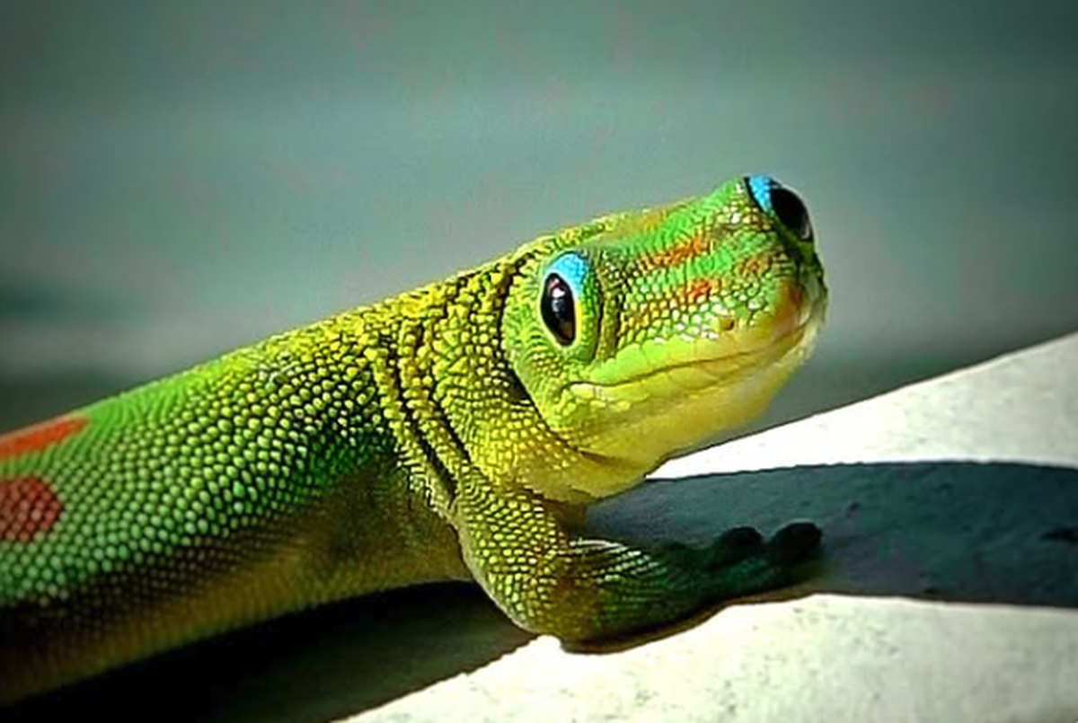 Goldtstaub-Taggecko

https://www.threads.com/share/BAeAtnXHzw/