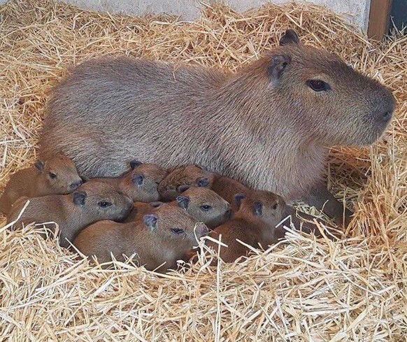 capybara

https://imgur.com/t/capybara/h8Hlt9m