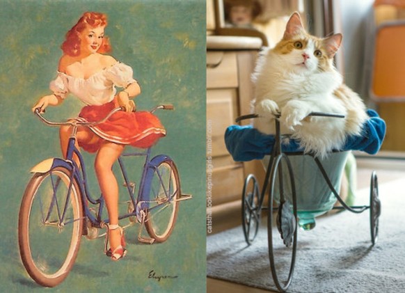 Katzen als Pin-Up-Girls