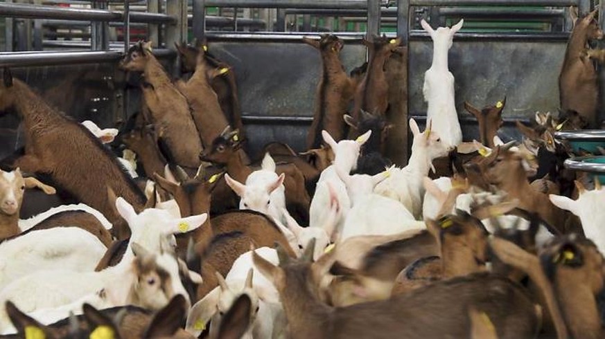 Abfallprodukt der Milchwirtschaft: Wenige Wochen alte Zicklein im Schlachthof.