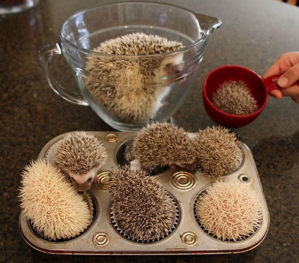 Igel Cupcakes
Cute News
http://i.imgur.com/GLUWZbb.jpg