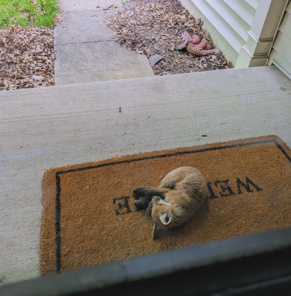 Cute News: Kleiner Fuchs