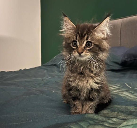 cute news animal tier katze cat

https://imgur.com/gallery/rhF9Iq0