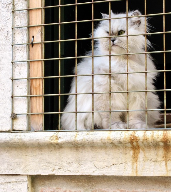 Ein Rassen-Büsi hinter Gittern.