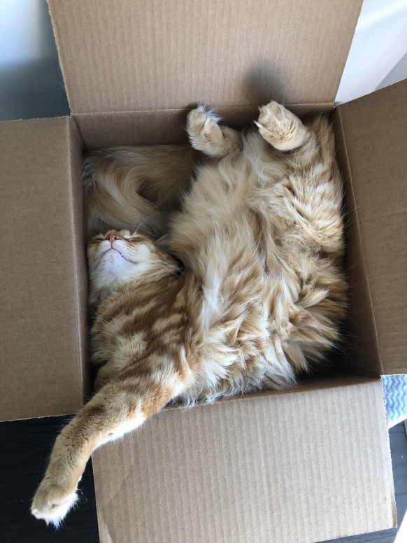 cute news animal tier katze cat

https://www.reddit.com/r/cats/comments/uc8frt/how_is_this_comfortable/