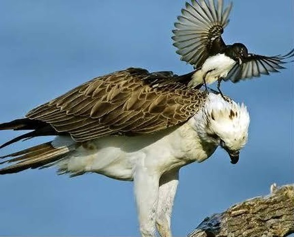 cute news tier Gartenfächerschwanz vogel

https://www.reddit.com/r/Awwducational/comments/1fdmjkc/the_willie_wagtail_is_aggressively_territorial/
