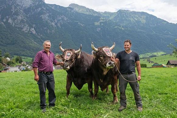 ESAF 2025 Glarnerland+ Siegermuni Zibu (links) und Reservestier Hägar mit Züchtern Albert Horner und Peter Horner.