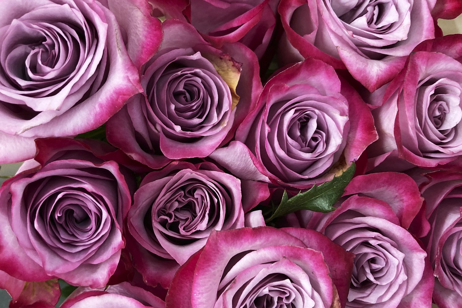 FILE - Roses for Valentine&#039;s Day appear at a retail store in Skokie, Ill., on Feb. 10, 2022. Whether looking for love or a casual encounter, 3 in 10 U.S. adults say they have used a dating site o ...