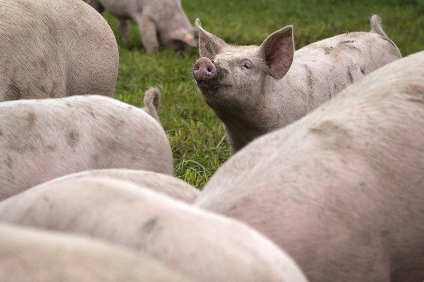 Schweine auf dem Gutsbetrieb Massnahmenzentrum Kalchrain, am Mittwoch, 13. Juni 2018 in Huettwilen. Ein in den vergangenen 20 Jahren fast in Vergessenheit geratenes, absolut naturnahes Haltungssystem  ...