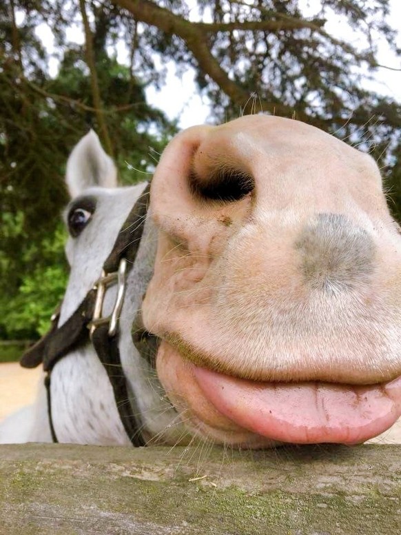 cute news tier pferd

https://ch.pinterest.com/pin/281543726257997/