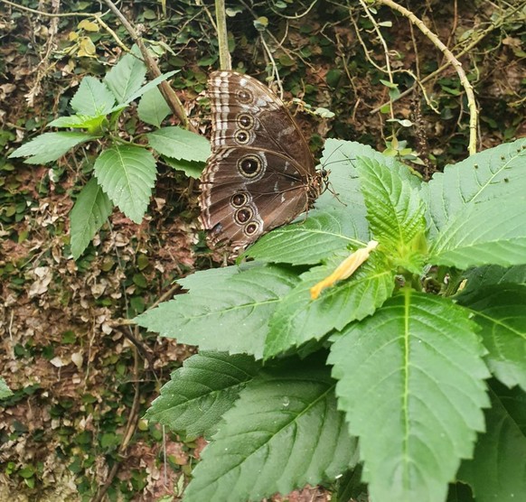 schmetterling cute news animal tier butterfly