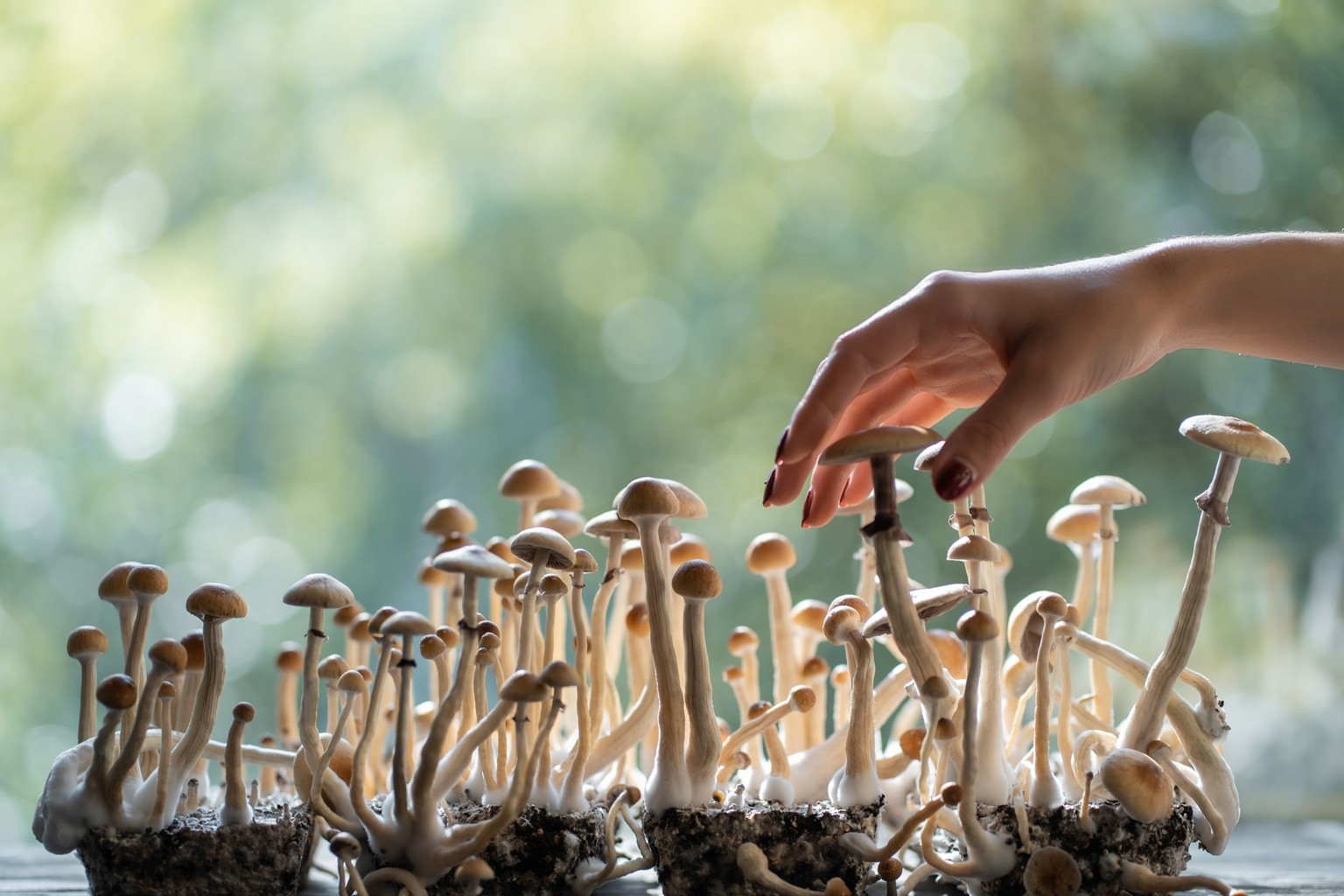 Therapien mit Psychedelika in der Schweiz nehmen zu.