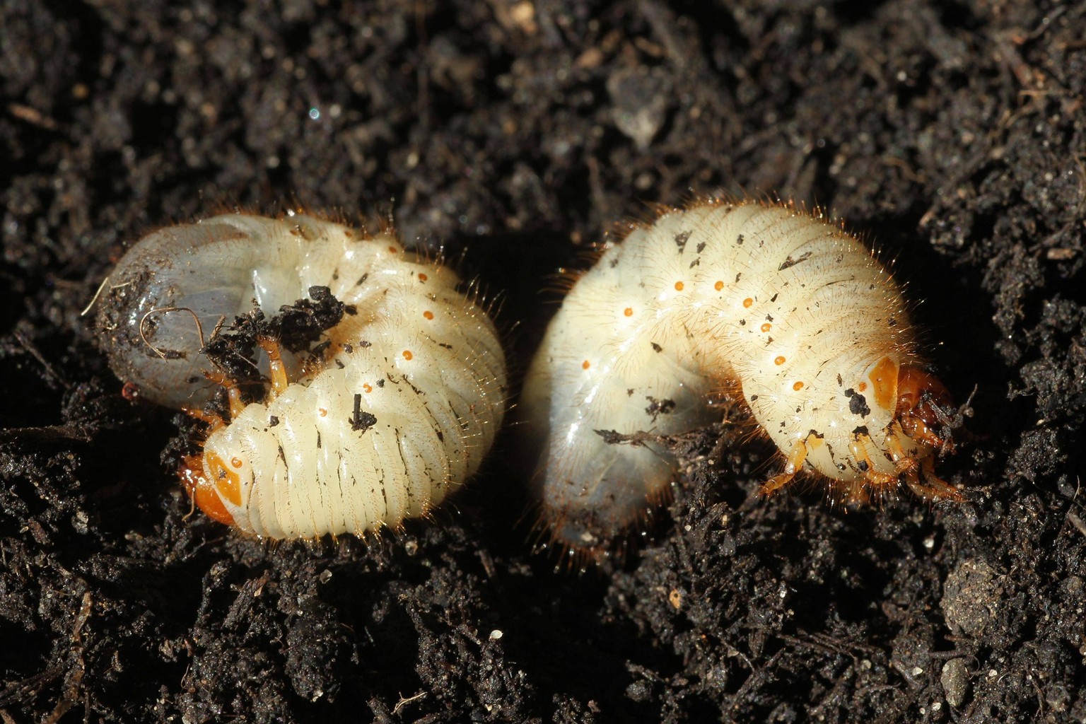 Junikäfer Amphimallon solstitiale Larven Engerlinge, Allgäu, Bayern, Deutschland, Europa *** June beetle Amphimallon solstitiale Larvae Grubs, Allgäu, Bavaria, Germany, Europe Copyright: imageBROKER/D ...