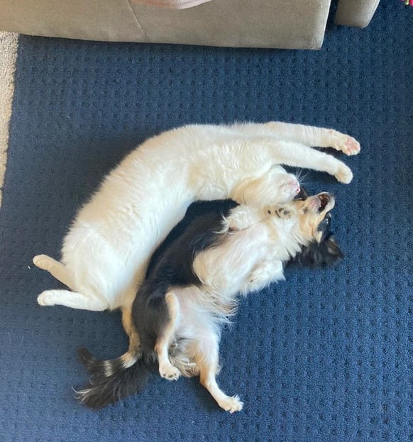 cute news tier katze hund

https://www.reddit.com/r/AnimalsBeingBros/comments/1kizwqh/a_story_in_pictures/