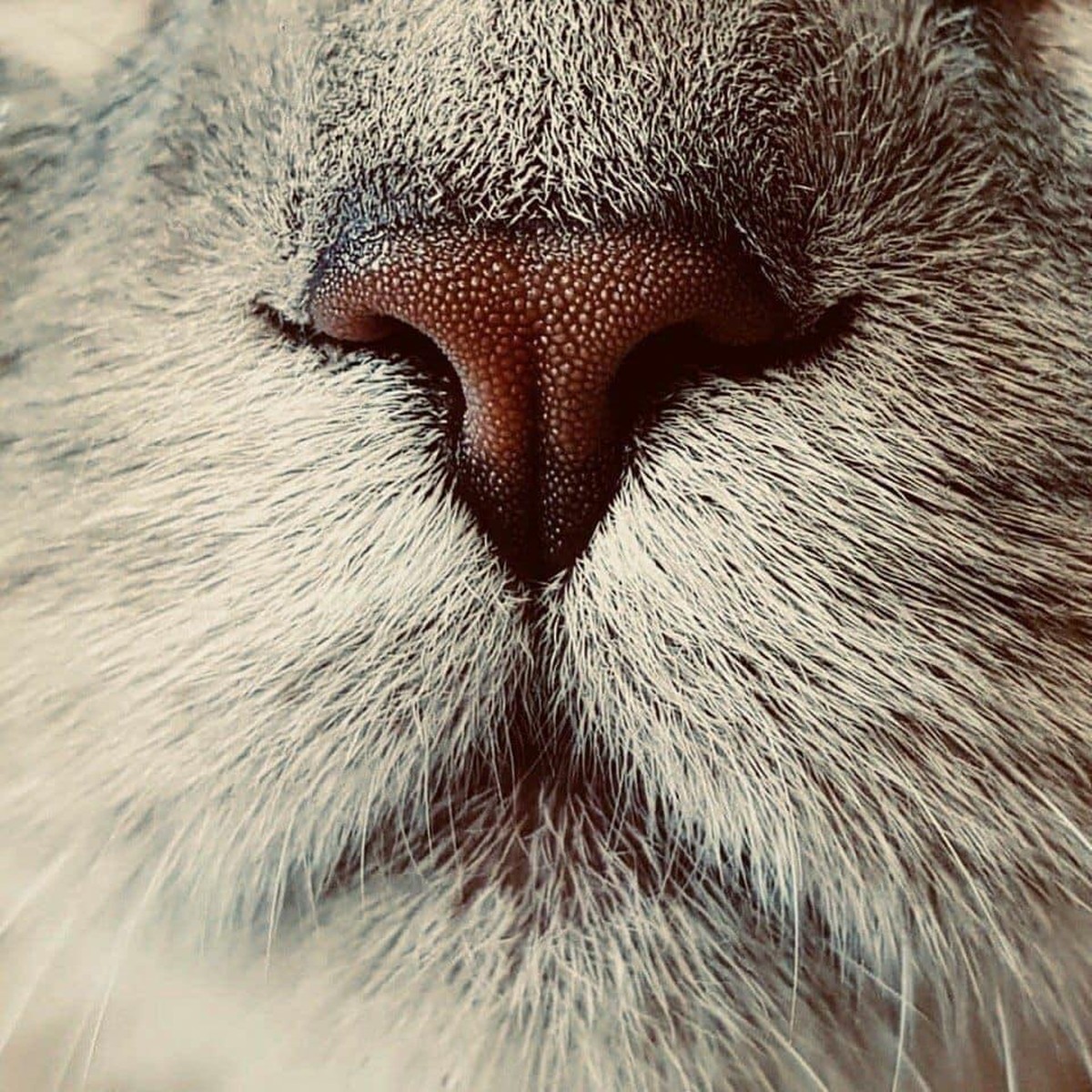 cute news animal tier cat katze

https://imgur.com/t/aww/2PtkiM2