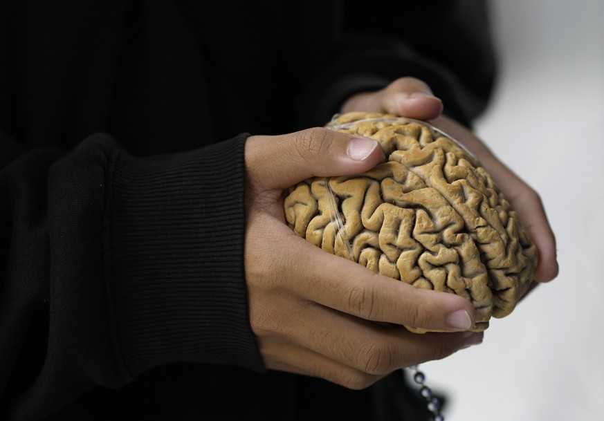 epa13116884 A Thai student experiences the weight of a human brain specimen at the Museum of Human Body in Chulalongkorn University in Bangkok, Thailand, 17 July 2026. Opened in mid-2012, Thailand ...