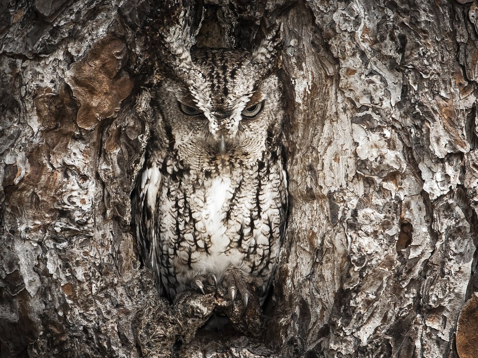 Sechs Stunden lang hat der Fotograf gewartet, bis er dieses perfekte Bild schiessen konnte. Es entstand im April 2013 im Okefenokee Swamp Park in Georgia.
