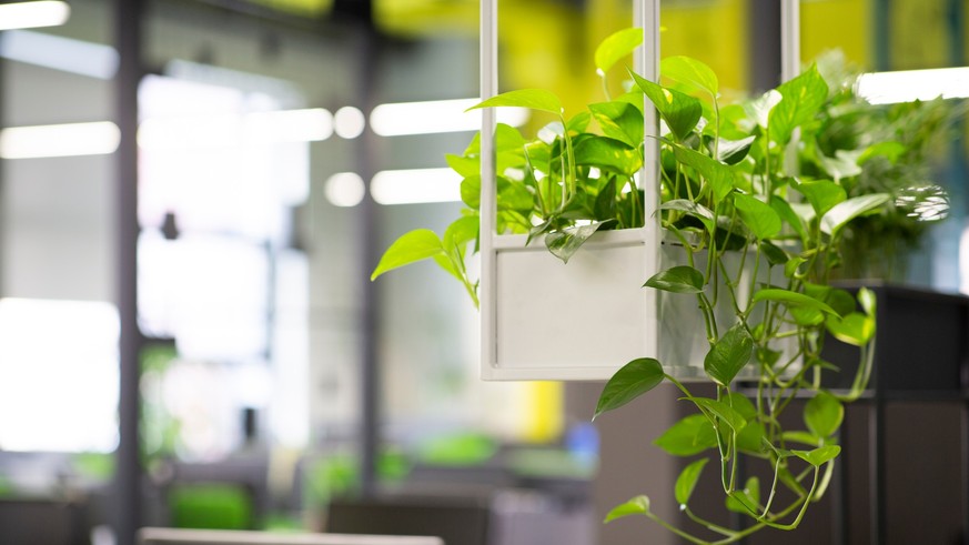 Pflanzen sorgen für eine erhöhte Luftfeuchtigkeit und eine stabilere Temperatur am Arbeitsplatz.