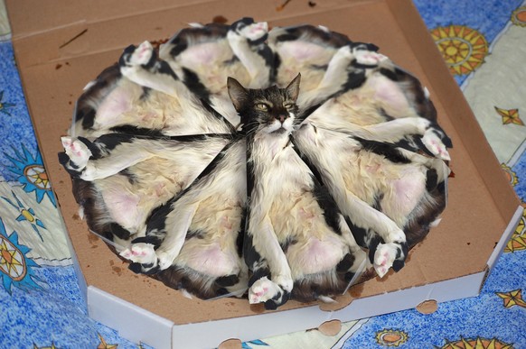 Katze als Pizza
http://i.imgur.com/SqfXb5E.jpg