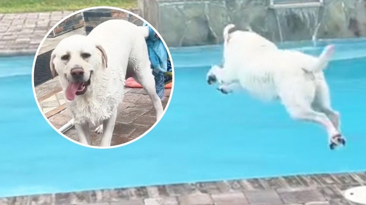 Labrador Buster spreads quickly with jumps in the pool